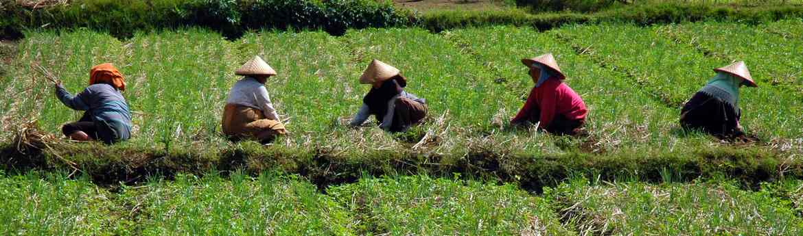 Vietnam rizières