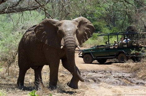 Safari Express - Parc Kruger