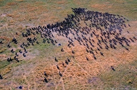 Safari au paradis des animaux