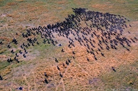 Safari au paradis des animaux