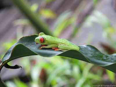 Combiné Costa Rica / Panama