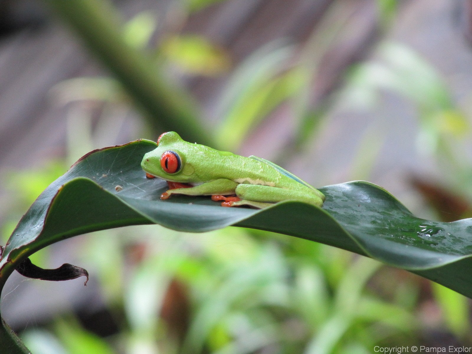 Combiné Costa Rica / Panama